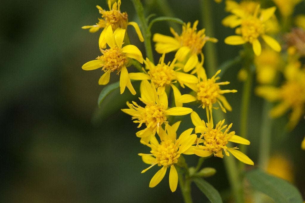 Zaden echte guldenroede (Solidago virgaurea) - inheems, bio, Ophalen of Verzenden, Najaar, Volle zon, Zaad