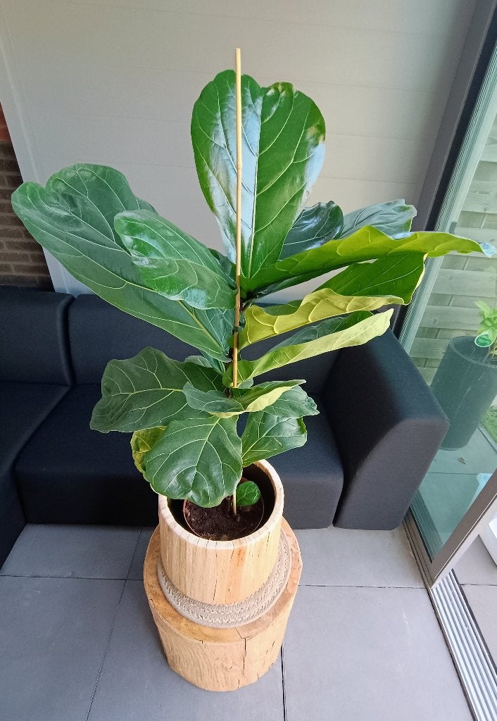 Plant, Huis en Inrichting, Kamerplanten, Ophalen, Ficus, Halfschaduw, 100 tot 150 cm