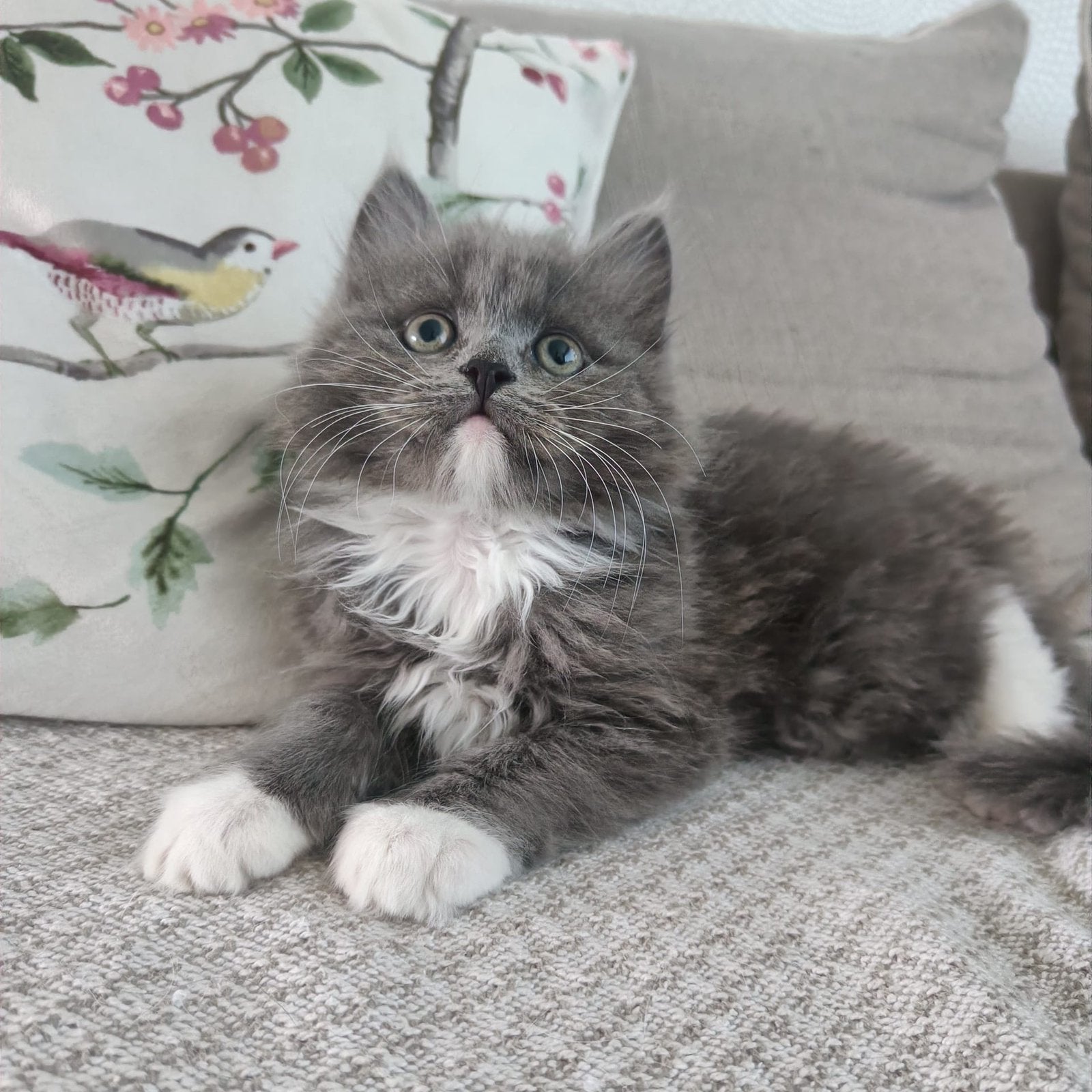 Pers kittens klaar voor hun nieuw avontuur, Dieren en Toebehoren, Meerdere dieren, 0 tot 2 jaar
