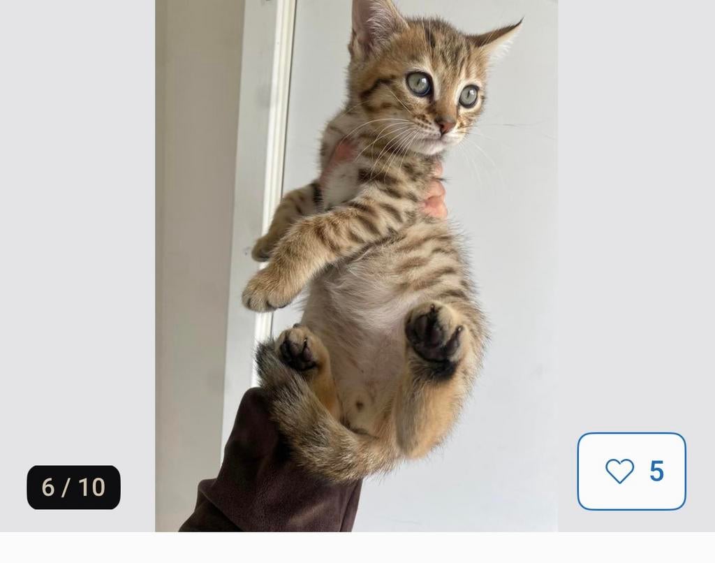 Bengaal kitten britse korthaar langhaar