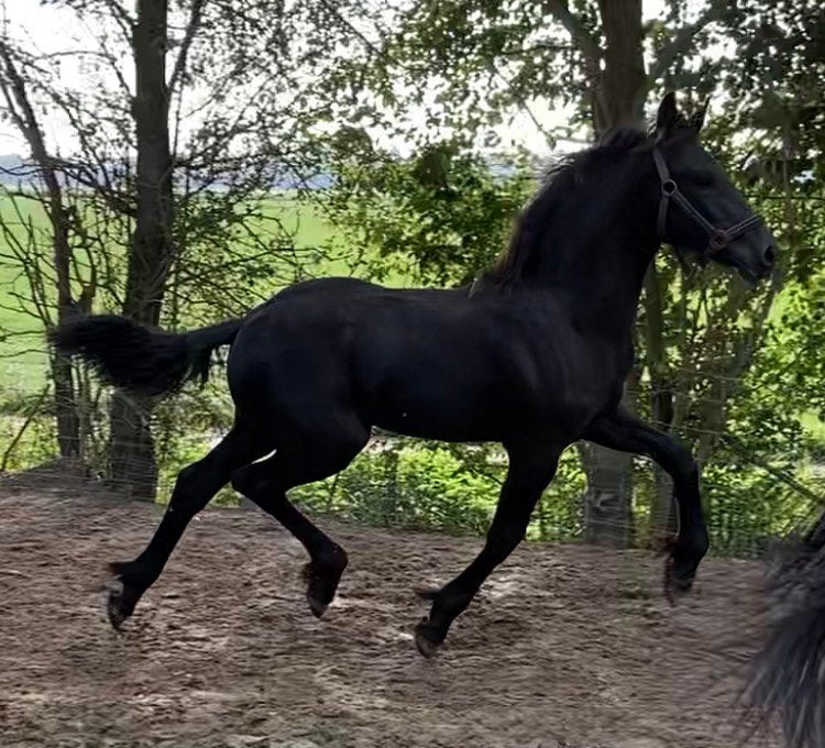 Fries hengstveulen SiebrenxOmer |Ster-Kroon-Model Sport-Pref, Met stamboom, Niet van toepassing, Dressuurpaard, 0 tot 2 jaar