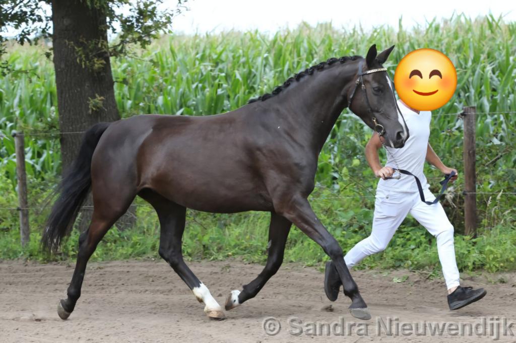 Merries te koop, PRE en NRPS, Dieren en Toebehoren, Paarden, Merrie, Minder dan 160 cm, Met stamboom, B