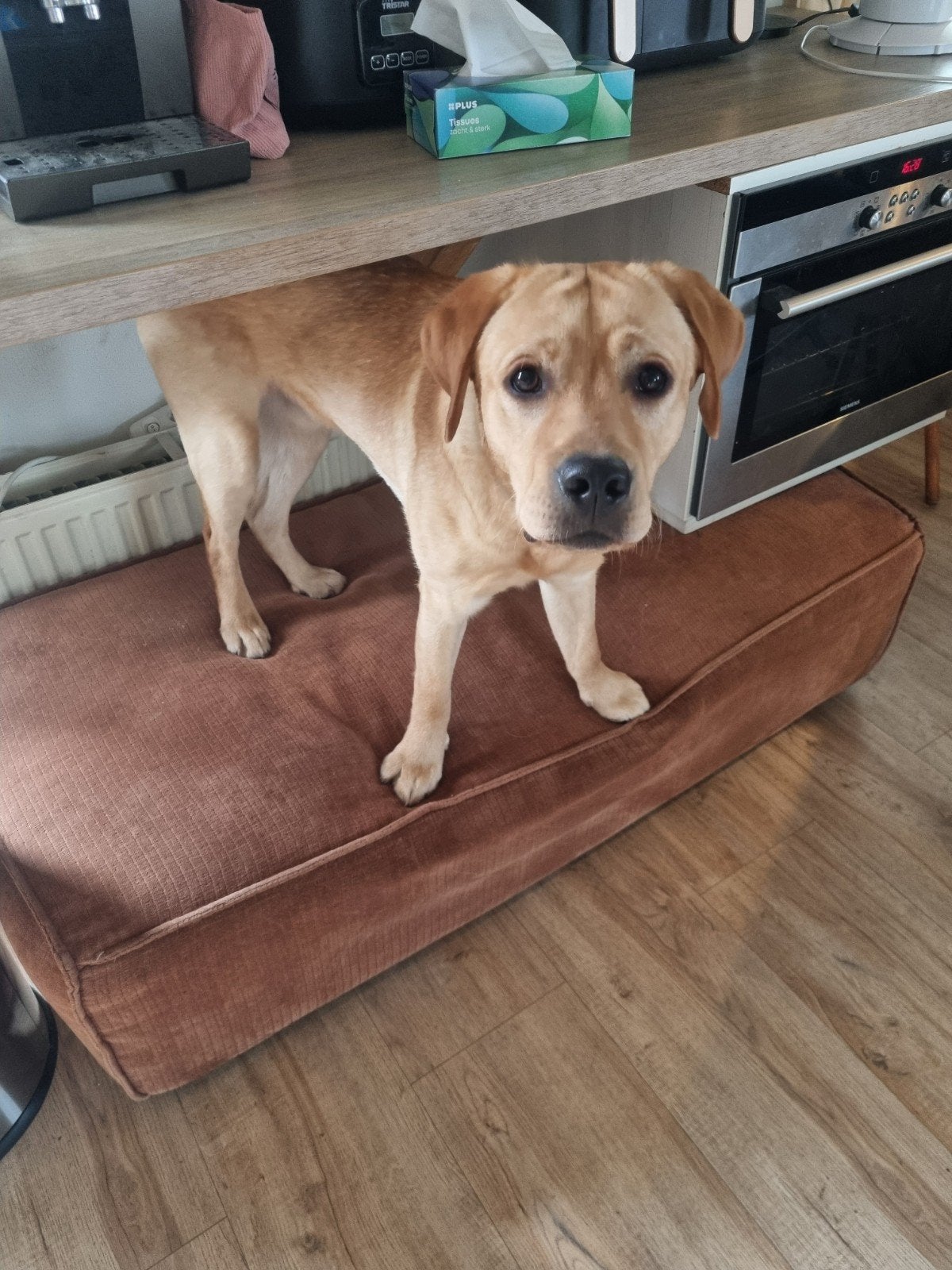 Lieve blonde labrador reu 11 maanden, Dieren en Toebehoren, Honden | Retrievers, Spaniëls en Waterhonden, 15 weken tot 1 jaar
