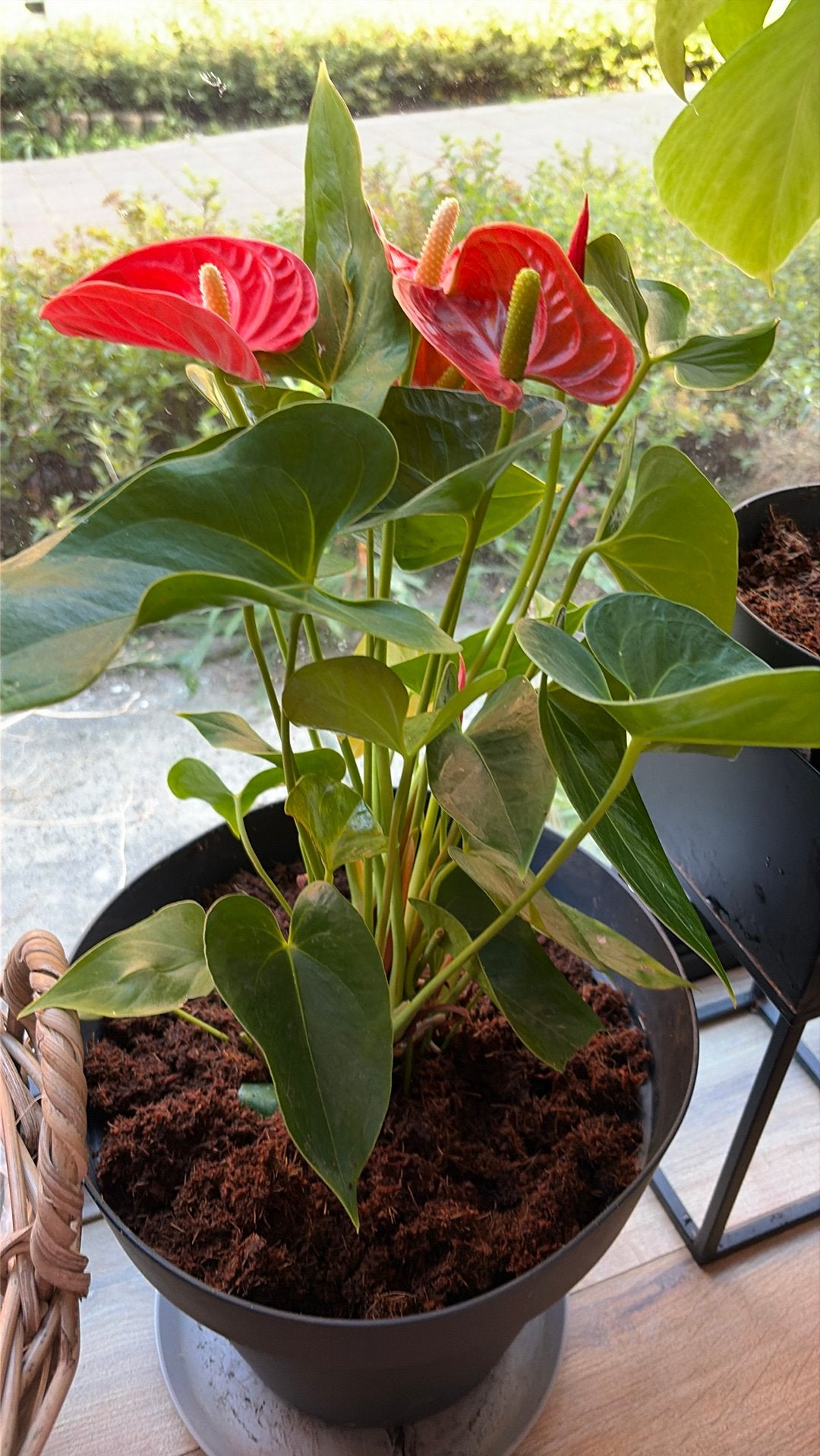 Indoor plants, Ophalen of Verzenden, Overige soorten, Volle zon