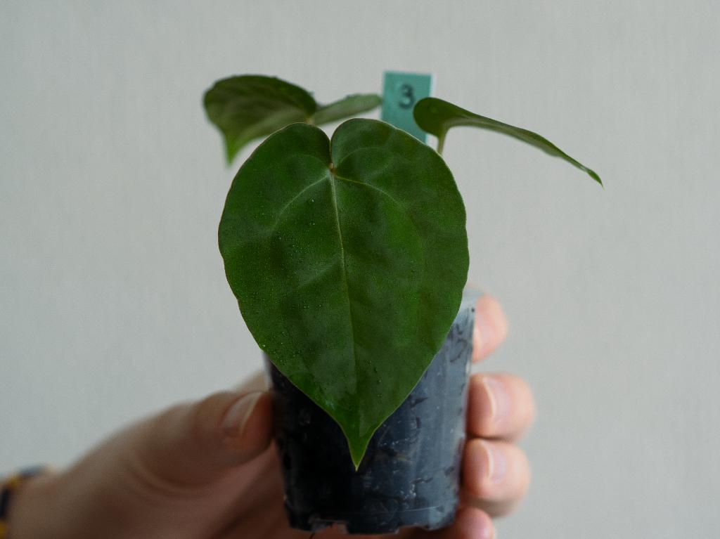 Anthurium Michelle x Papillilaminum zaailing #3, Overige soorten, Minder dan 100 cm, Groene kamerplant, Halfschaduw