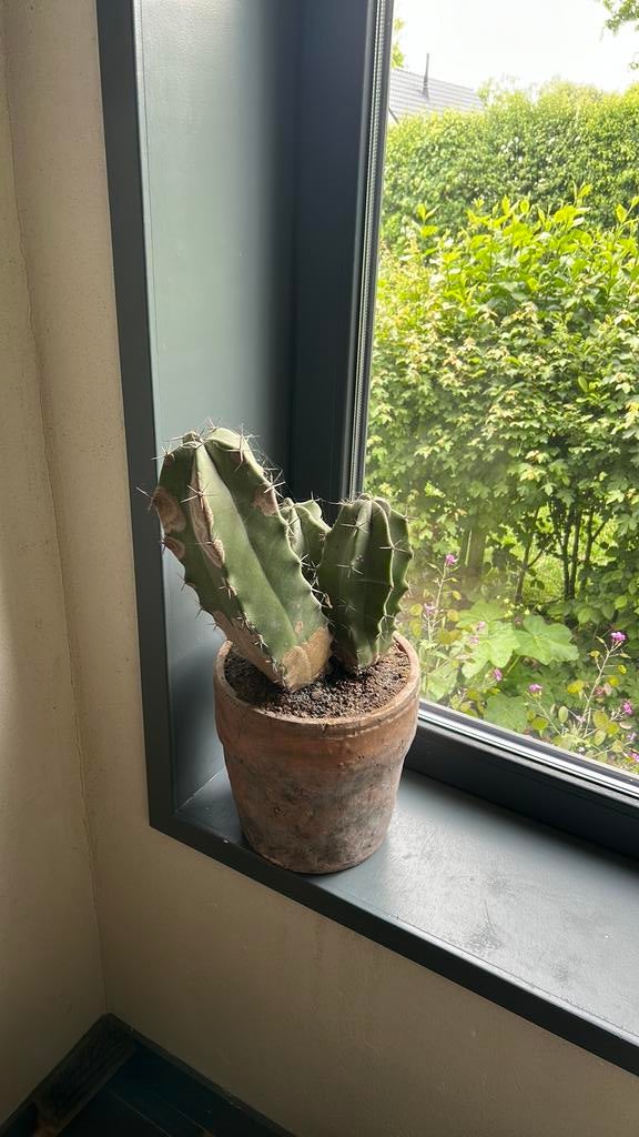 Cactus, Ophalen, Cactus, Volle zon, Minder dan 100 cm