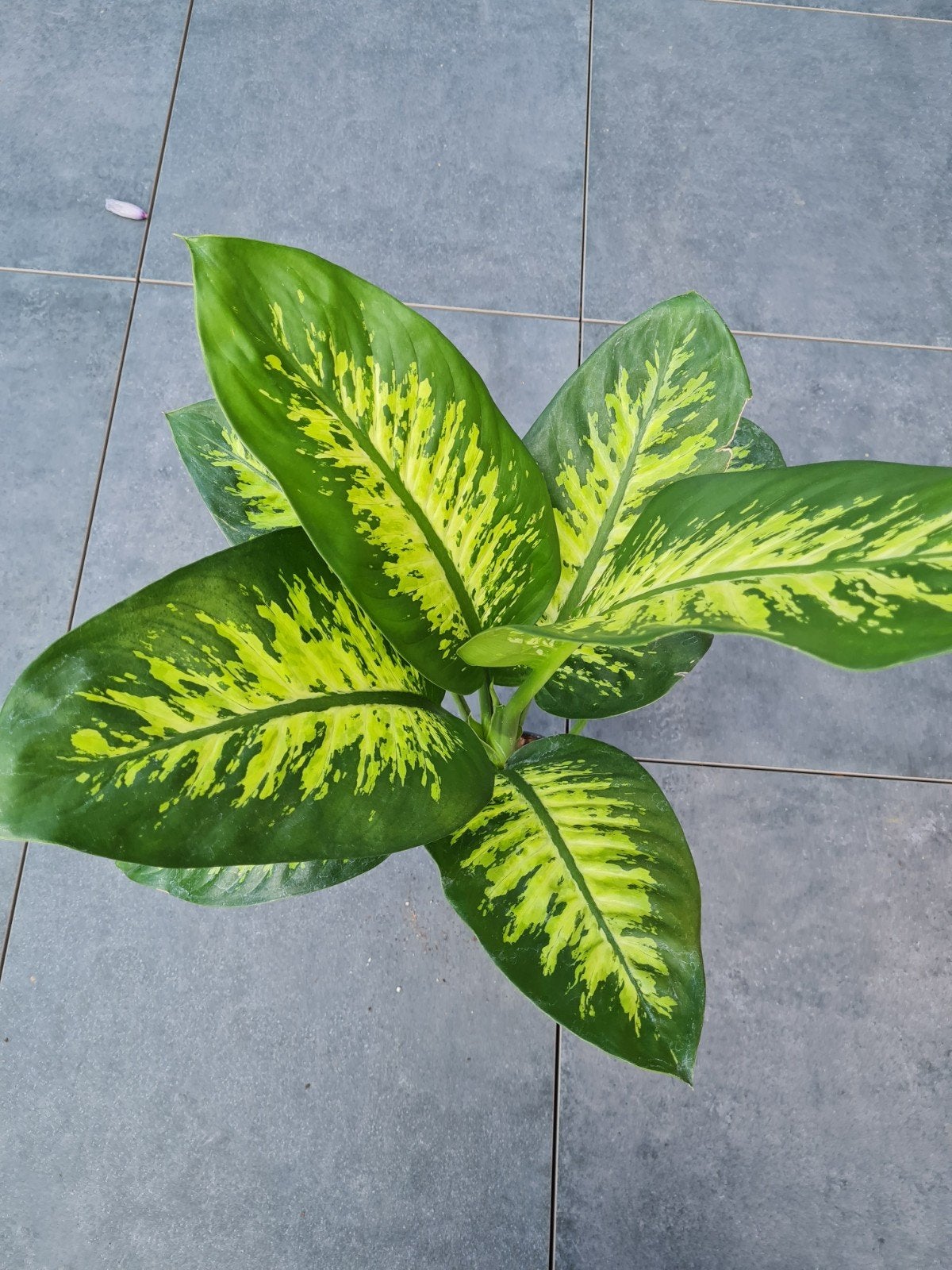 Dieffenbachia kamerplant, 85 cm hoog, Ophalen of Verzenden, Halfschaduw, Minder dan 100 cm