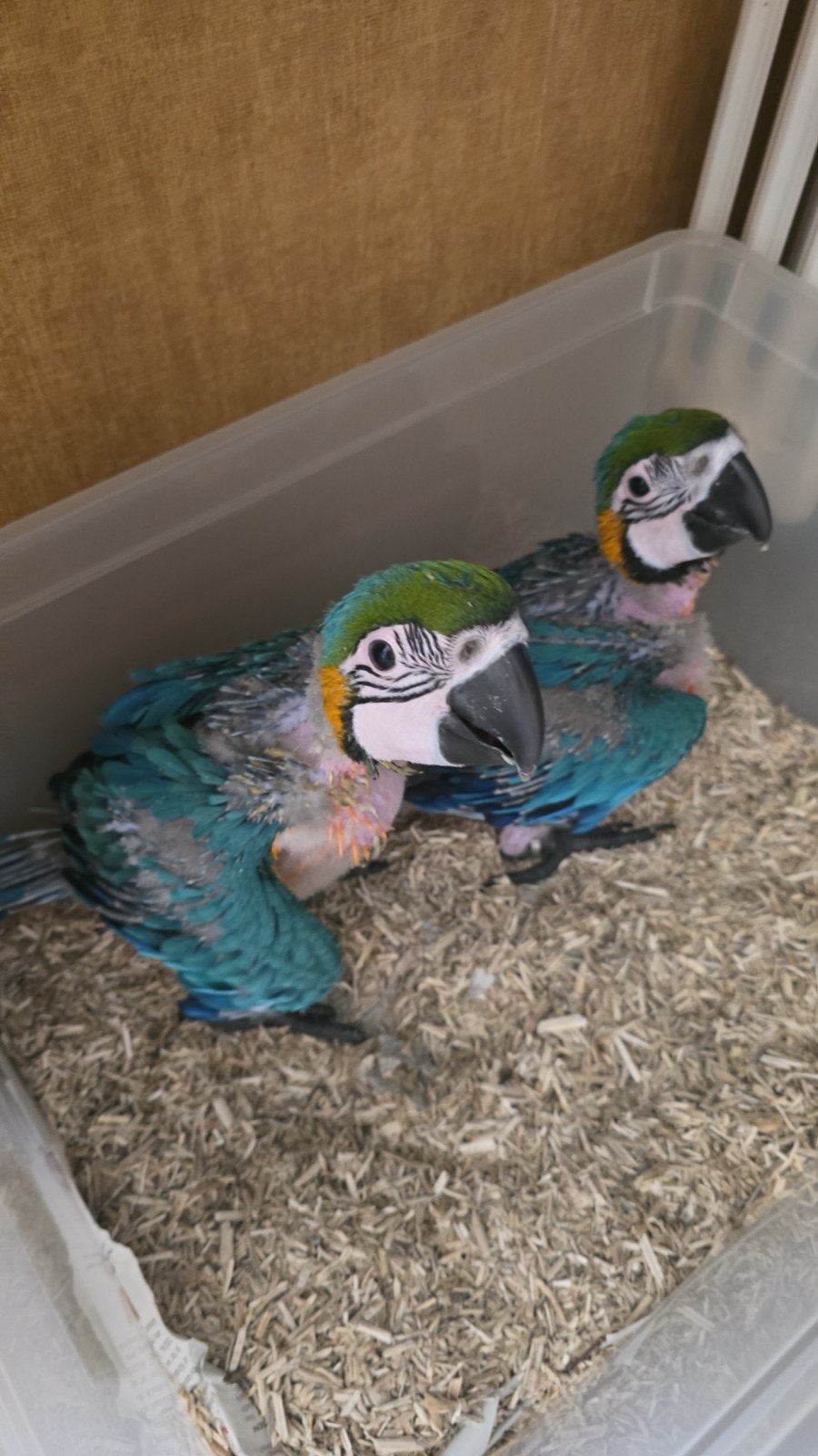 Blauwgele ara's, Dieren en Toebehoren, Meerdere dieren, Papegaai, Geringd