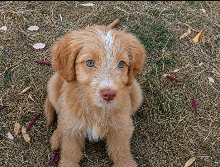 Geteste met fleece wavyvacht Labradoodle x Goldendoodle s wi, Dieren en Toebehoren, Honden | Niet-rashonden, Parvo, 8 tot 15 weken
