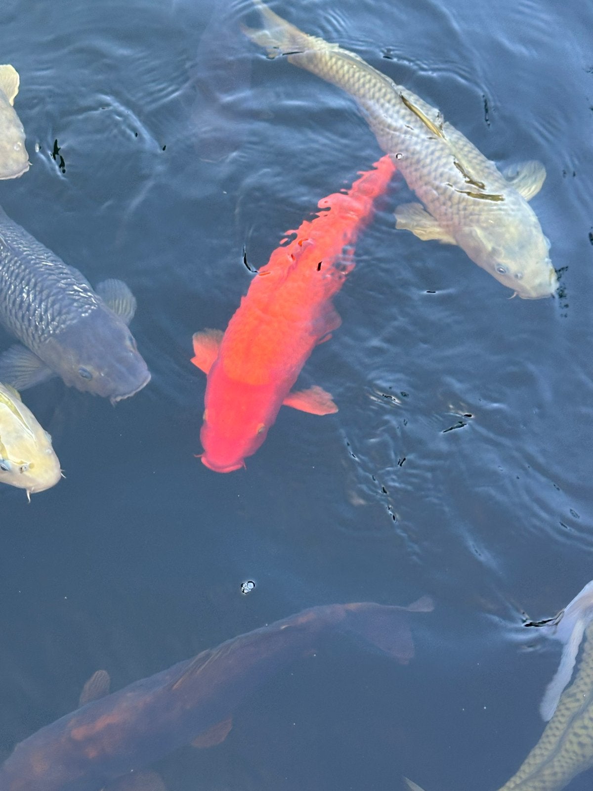Diversen koi karpers, Karper of Koi