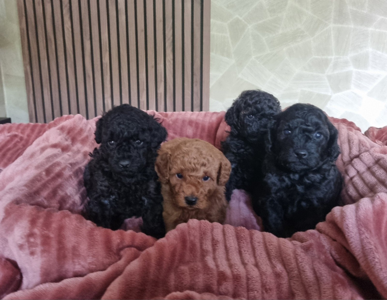 toypoedel pups, Overige rassen, 8 tot 15 weken, Meerdere dieren, Eén hond