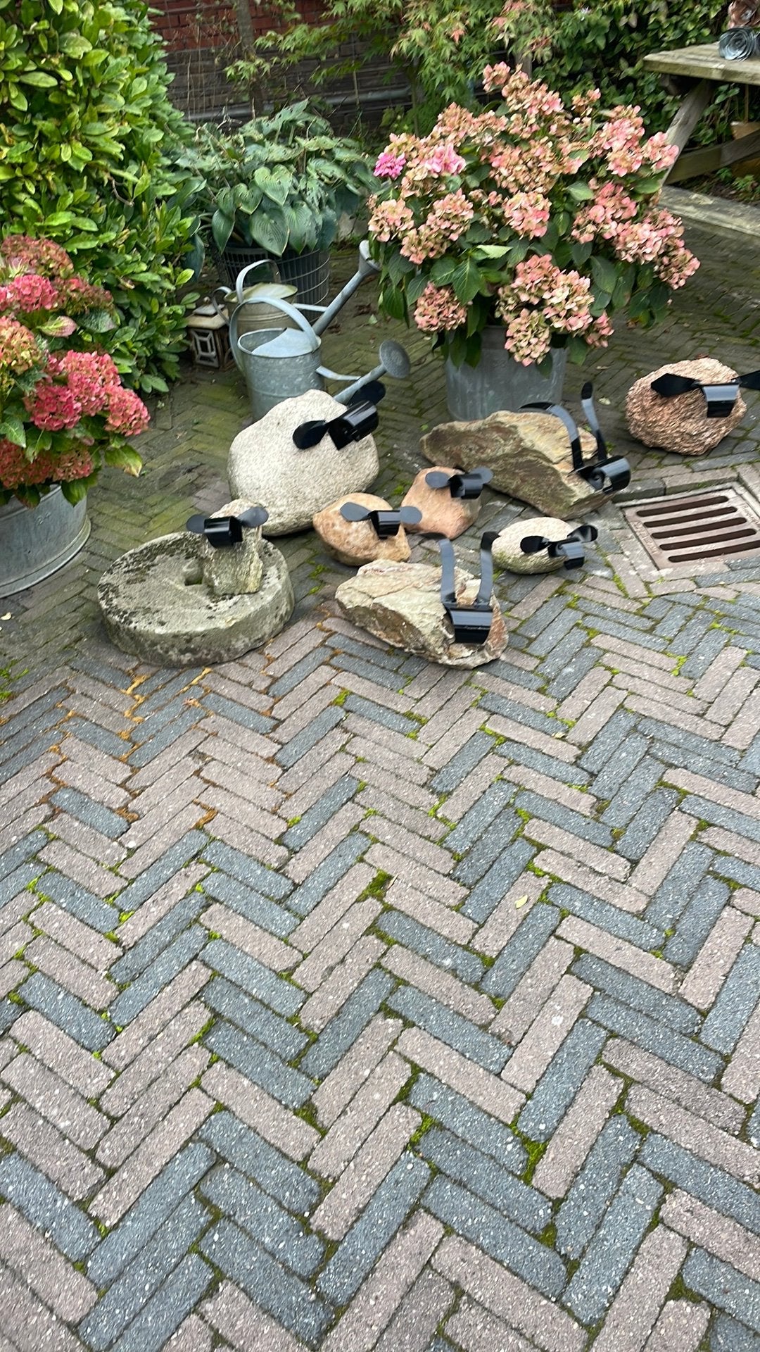 Schapenkop op kei, ook losse kop, Ophalen of Verzenden