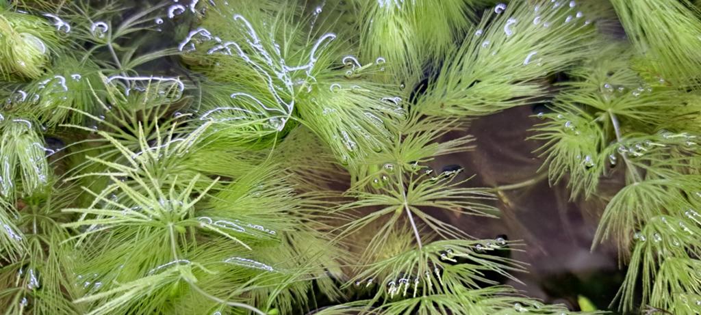 Mooie snelgroeiende plantjes voor in het aquarium., Dieren en Toebehoren, Vissen | Aquariumvissen, Vis