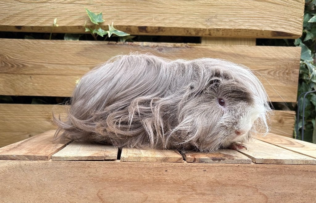 Peruvian Cavia in Slate Blue, Dieren en Toebehoren, Cavia, April, Mannelijk, Tam