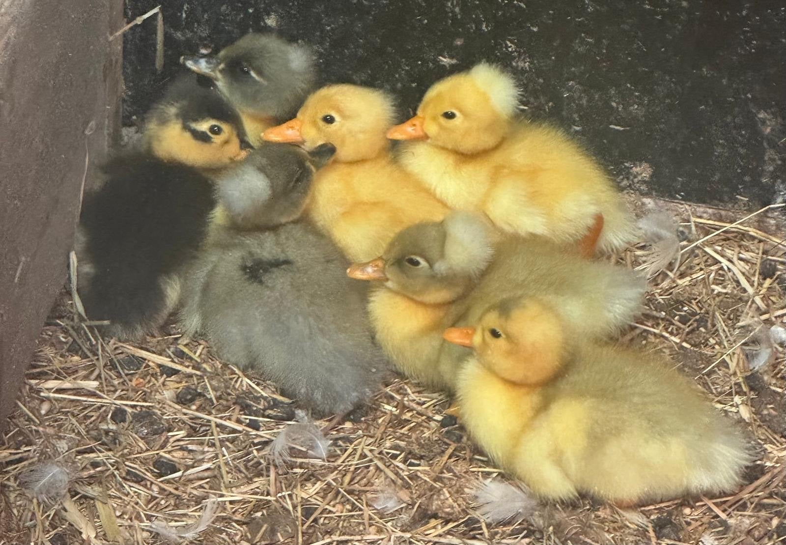 Oud-Hollandse kuifeend pullen zonder kuif, Dieren en Toebehoren, Geslacht onbekend, Eend