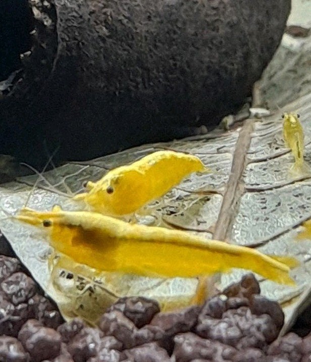 Mooie gele garnalen, Dieren en Toebehoren, Kreeft, Krab of Garnaal