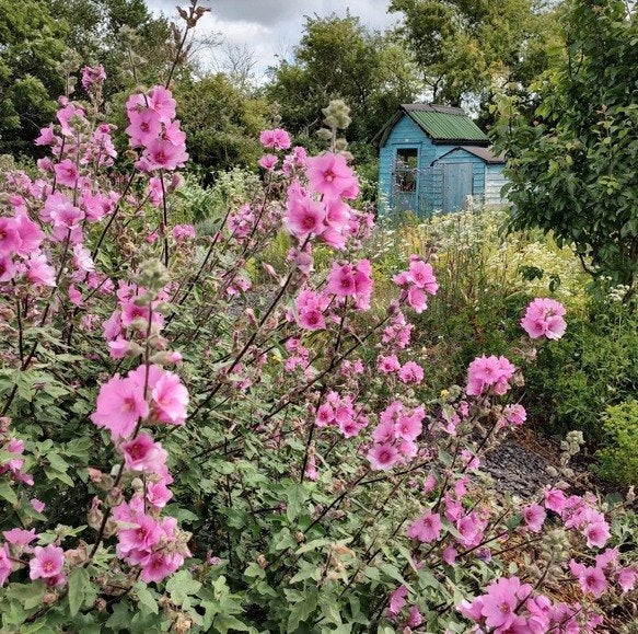 Bio zaden Struikmalva - Lavatera, Verzenden, Voorjaar, Halfschaduw, Zaad