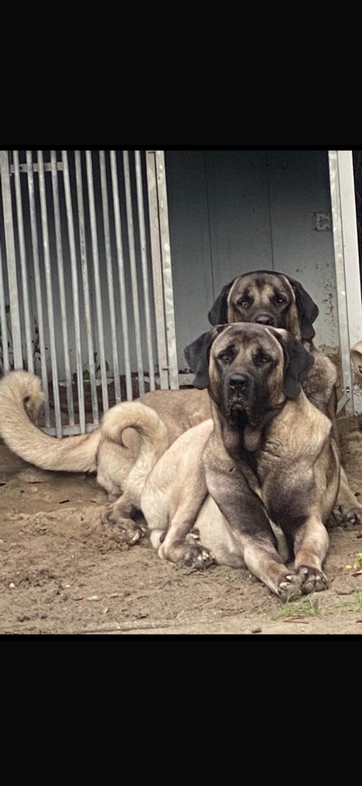Kangal anatolische herders, Rabiës (hondsdolheid), Reu, Meerdere, 3 tot 5 jaar