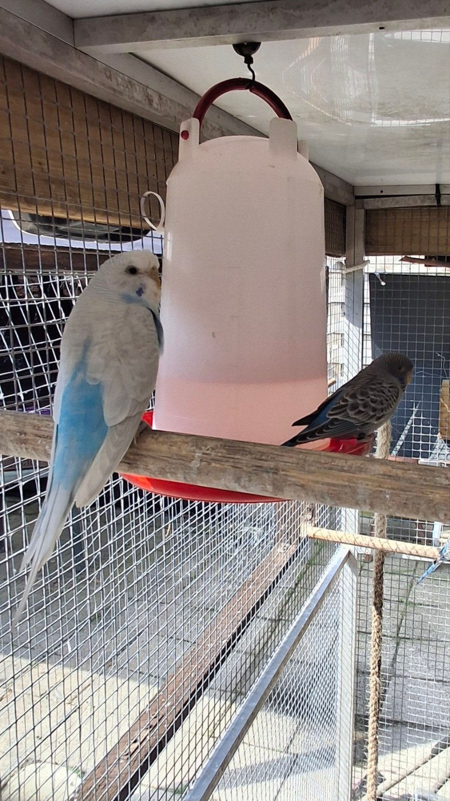 Te koop 3 dubbelfactorige grasparkieten.Komen uit melanstic, Meerdere dieren, Parkiet