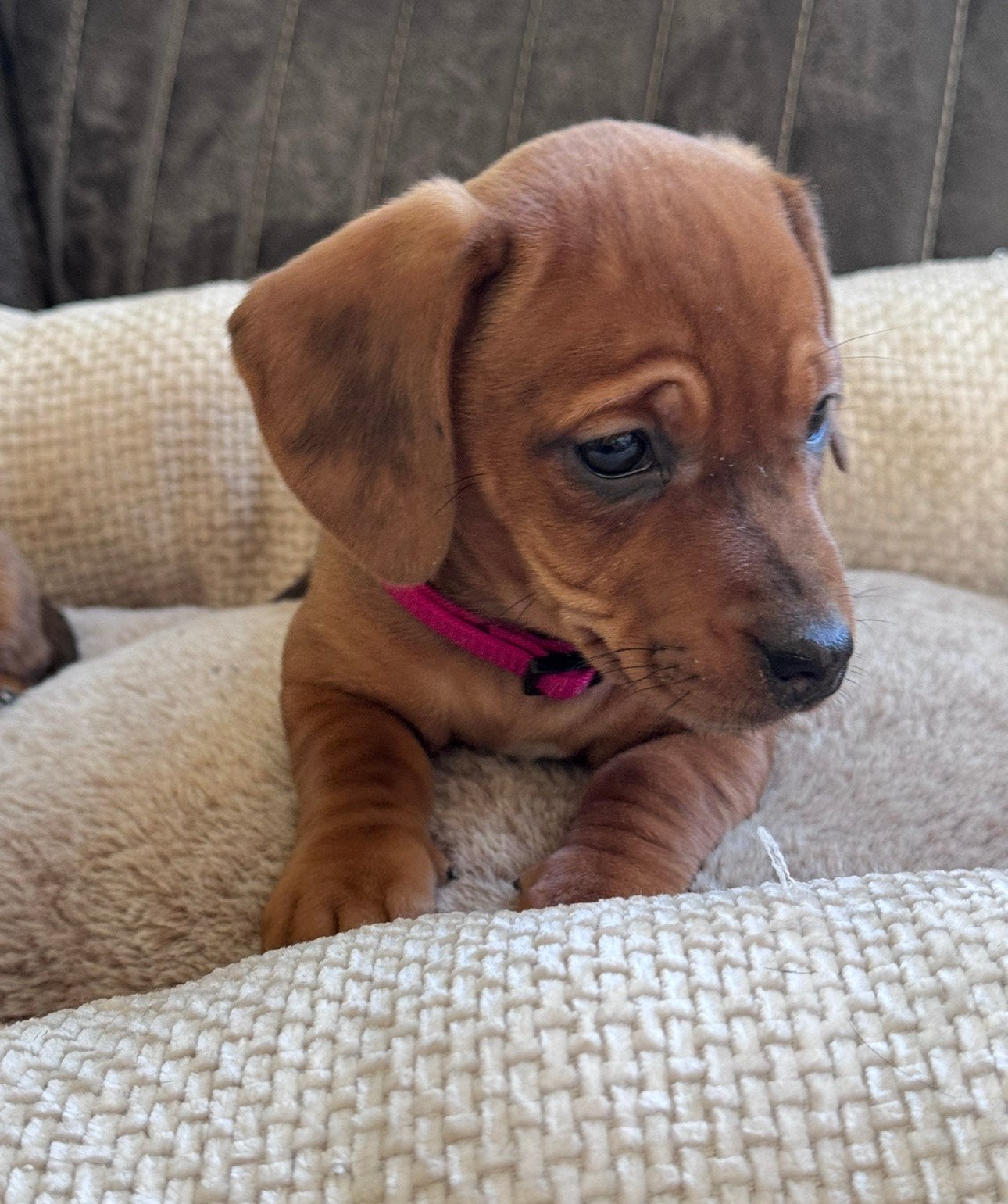 ️️❤️🎁❣️prachtig nestje pups!!🎁❣️❤️, CDV (hondenziekte), 8 tot 15 weken, Korthaar, Dwerg
