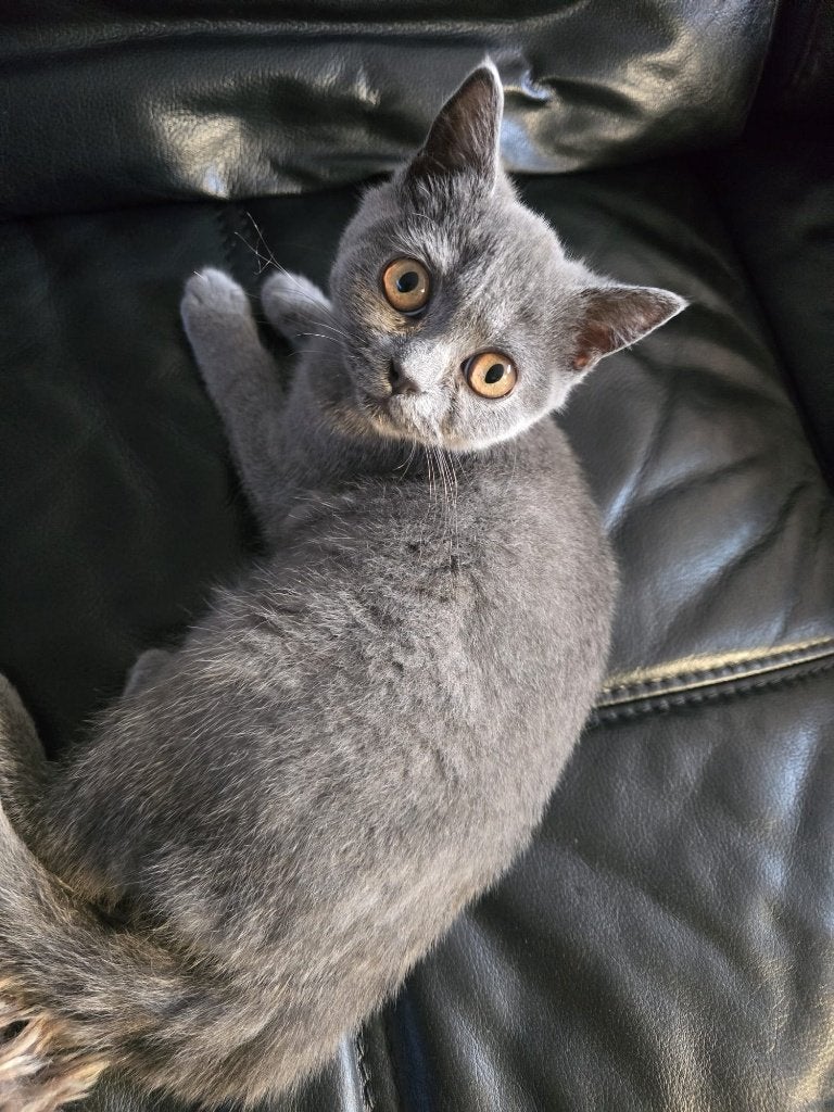 Britse Korthaar poesje – 14 weken oud Lief en prachti, Poes, Ontwormd, 0 tot 2 jaar