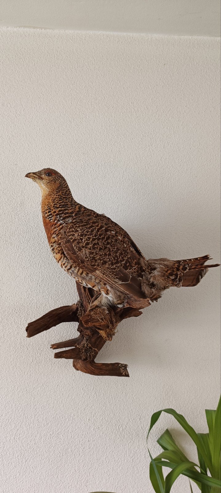 Opgezette Korenhoen Vogel - Prachtige Decoratie, Verzamelen, Dierenverzamelingen, Ophalen of Verzenden, Zo goed als nieuw, Vogel