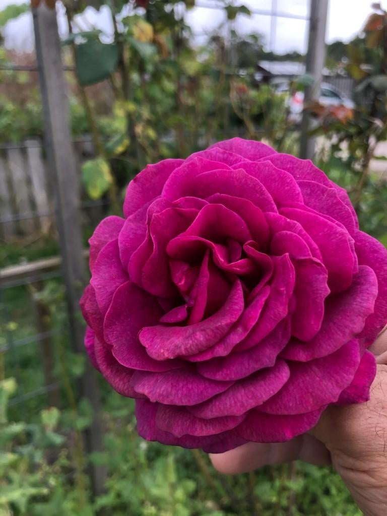 Rozen Planten, Ophalen, Volle zon, Tweejarig, Klimplanten