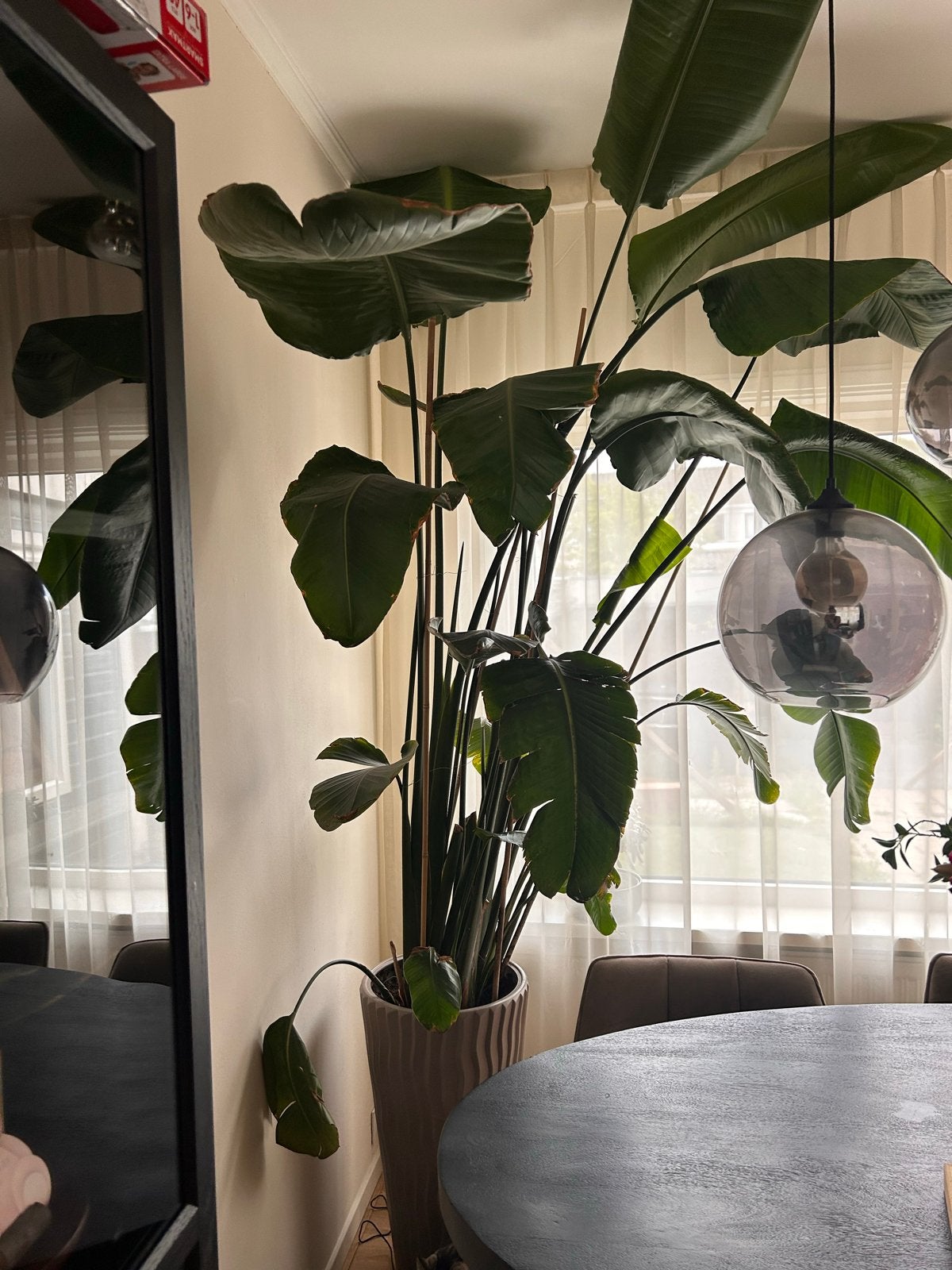 Grote kamerplant, ruim 2,5m hoog inclusief pot, Ophalen, 200 cm of meer, Overige soorten, In pot