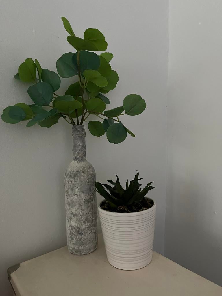 Planten duo: Vetplant en decoratieve tak in vaas, Vetplant, In pot, Minder dan 100 cm, Groene kamerplant