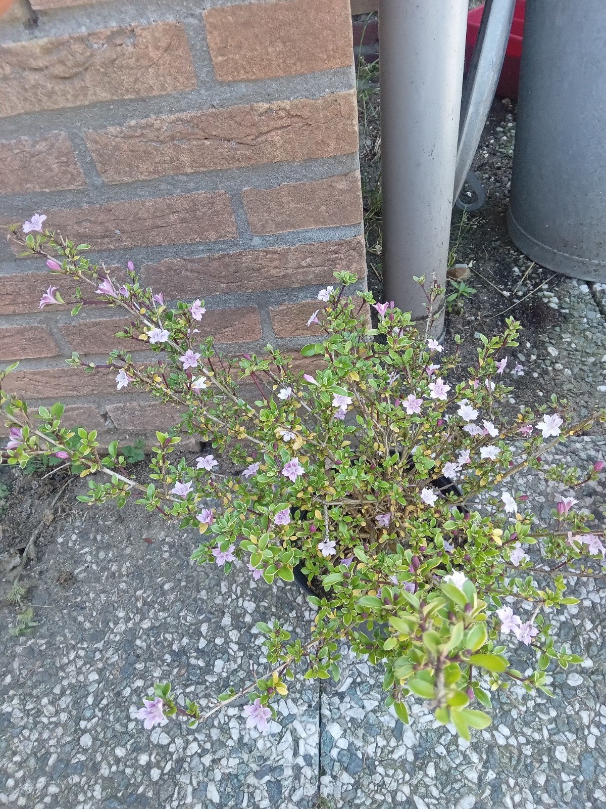 Mooie bloeiende plant met paarse bloemetjes, Tuin en Terras, Planten | Tuinplanten, Overige soorten, Vaste plant, Ophalen of Verzenden