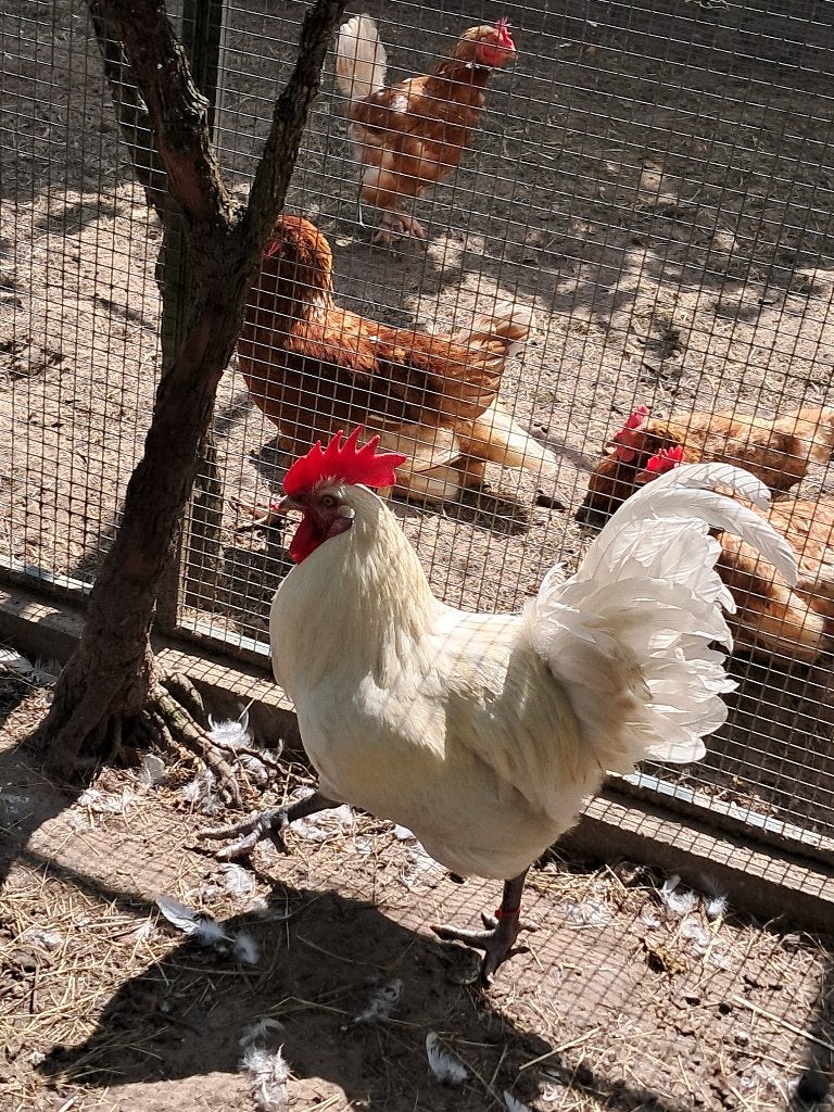 poule Bresse haan, Mannelijk, Kip