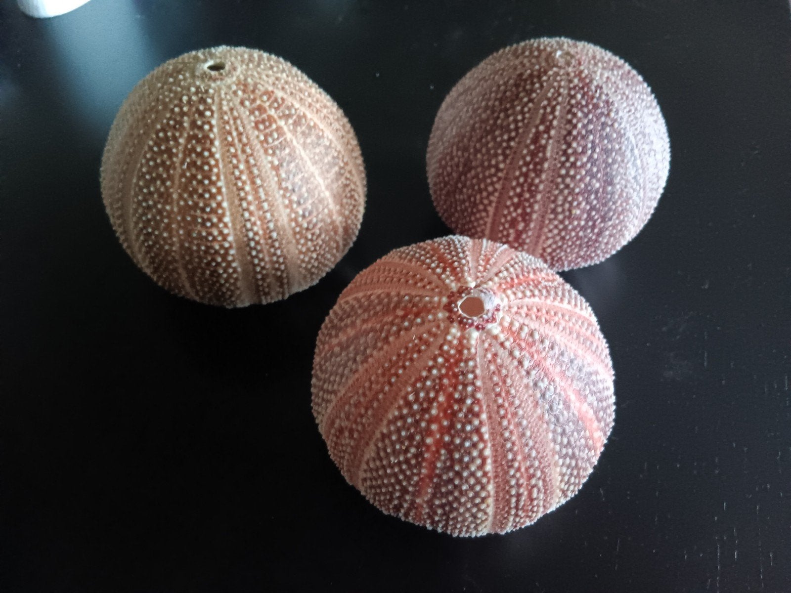 Grote Zee-egels 10-11cm  per stuk, Verzamelen, Ophalen of Verzenden, Nieuw