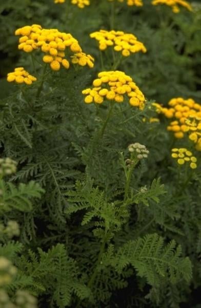 Uit de biologische moestuin: Boerenwormkruid, zaden., Ophalen of Verzenden, Voorjaar, Volle zon, Zaad