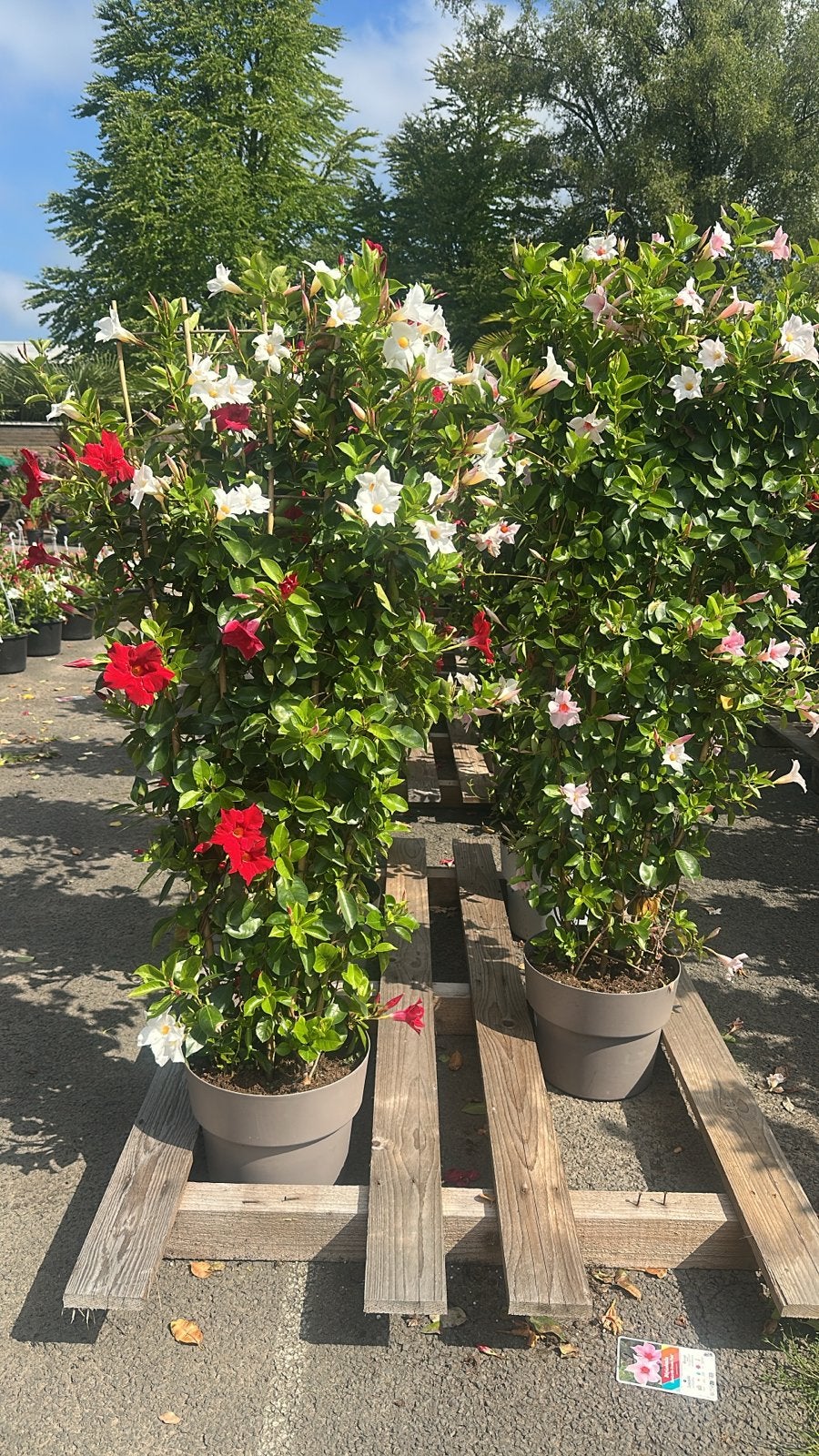 Dipladenia Sundaville - Zomerknaller!, Tuin en Terras, Planten | Tuinplanten, Volle zon, Eenjarig, Zomer, Ophalen