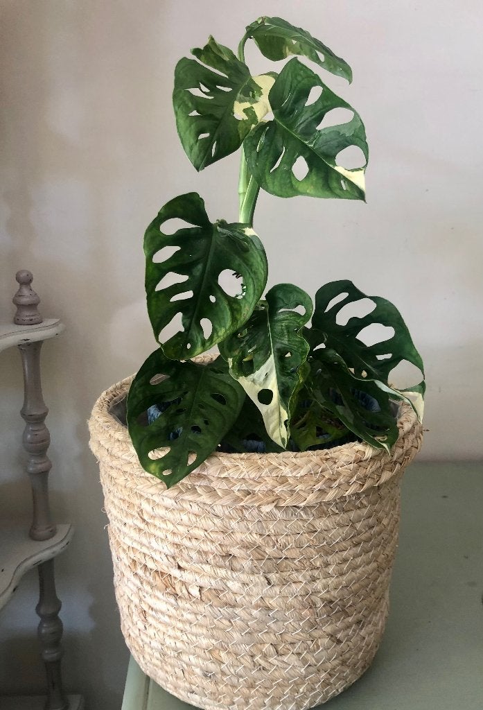 Monstera Adansonii Variegata in rieten pot, Huis en Inrichting, Kamerplanten, Overige soorten, In pot, Minder dan 100 cm, Groene kamerplant