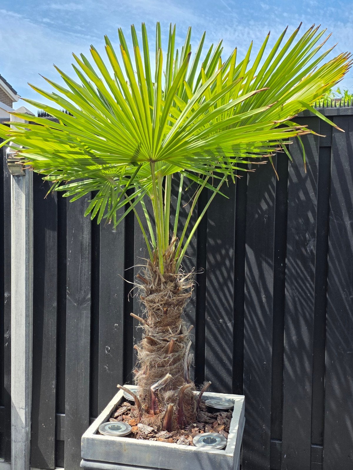 Trachycarpus Fortunei (Hennep Palm) - Diverse Maten, Tuin en Terras, Ophalen of Verzenden, Overige soorten, Volle zon