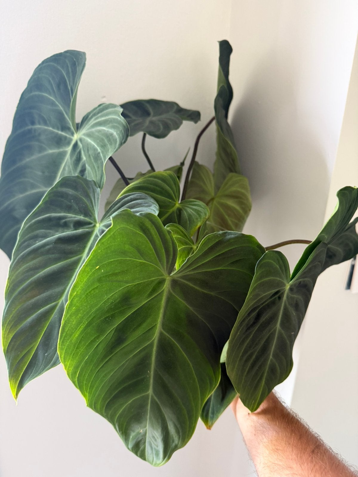 Philodendron splendid - 2x gewortelde stekken, Ophalen, Halfschaduw, Minder dan 100 cm
