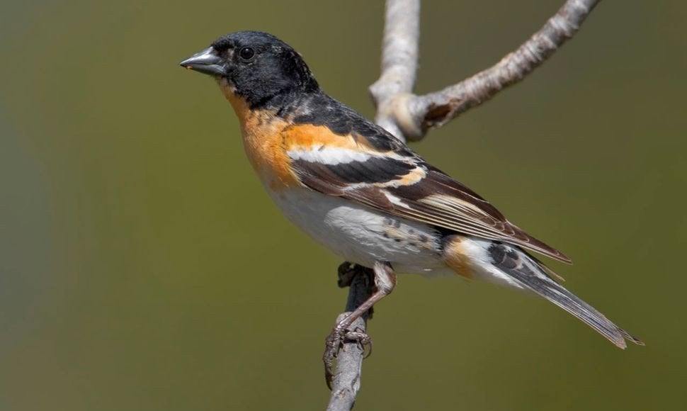 te koop gevraagd, man Keep & pop Geelgors, Meerdere dieren