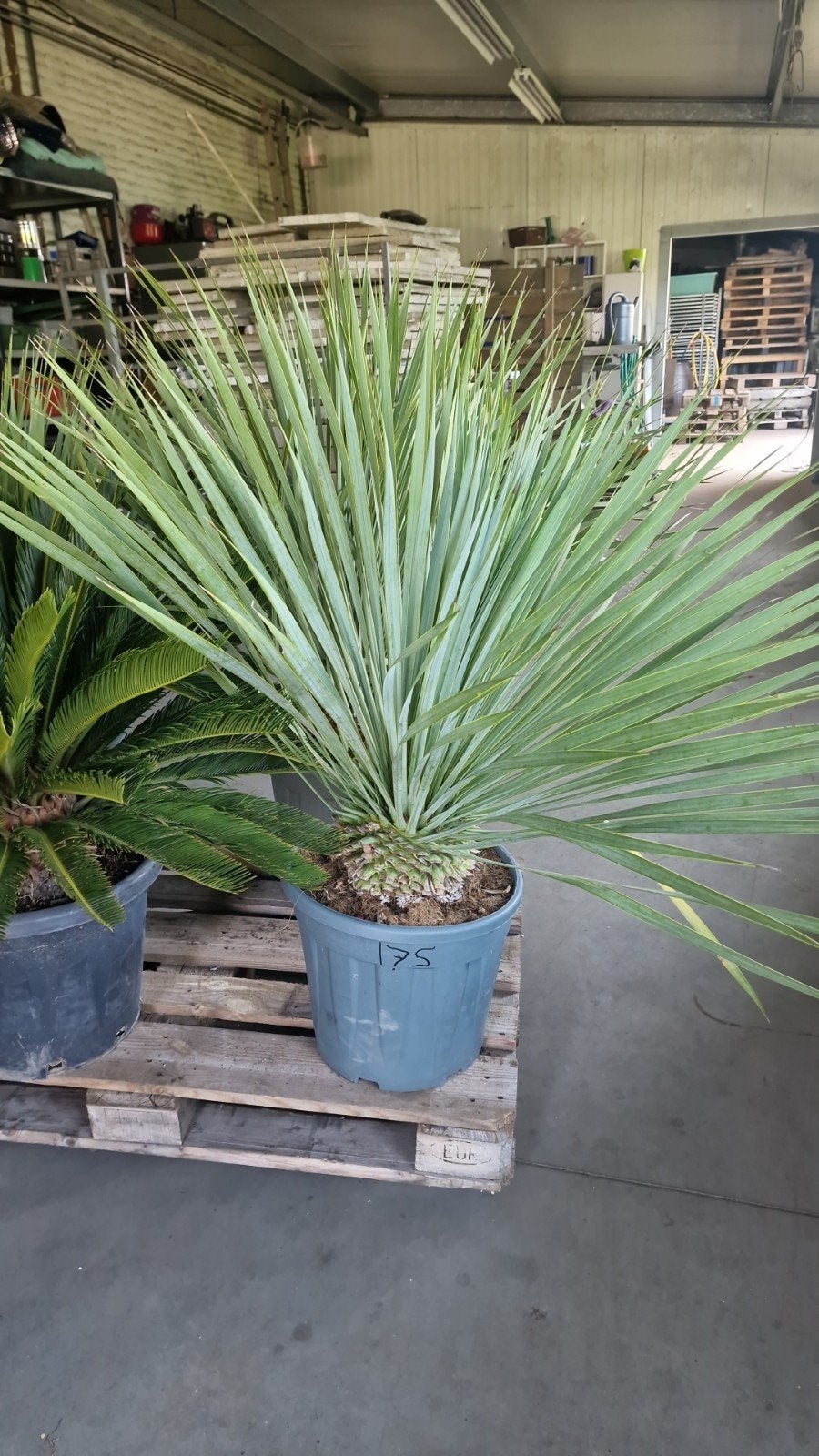 Yucca Rostrata - Winterharde Palmlelie, Ophalen