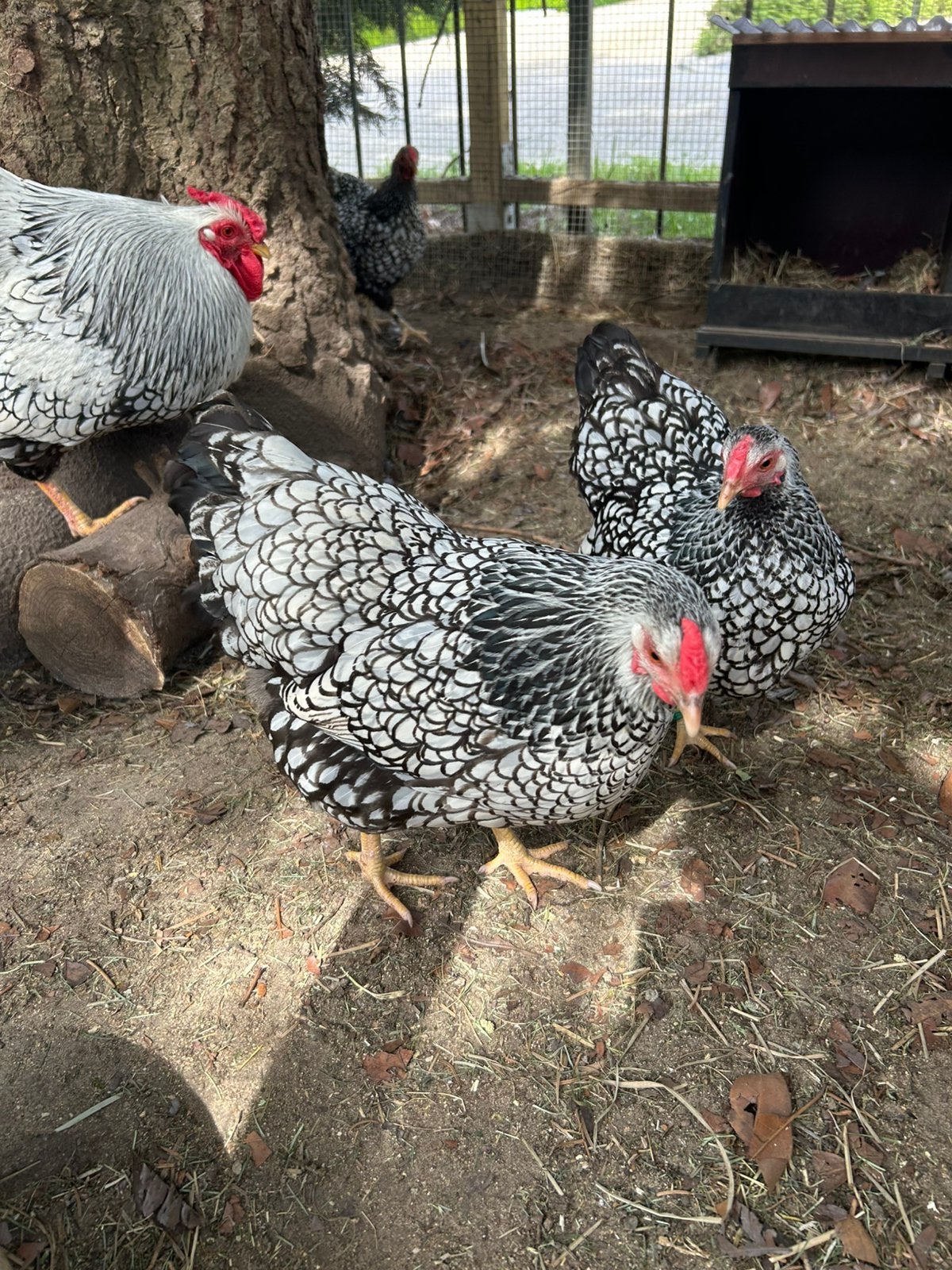 Wyandotte kriel hennen zilver-zwart gezoomd, Dieren en Toebehoren, Pluimvee, Vrouwelijk, Kip