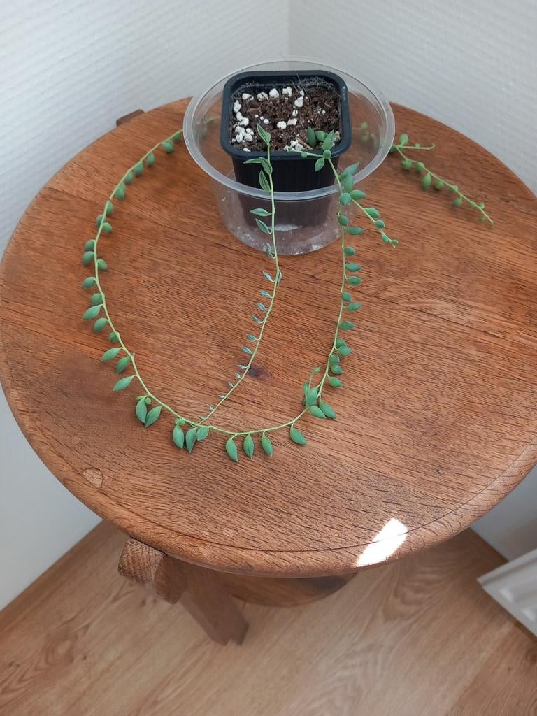 Senecio rowleanus ( erwtenplantje), Ophalen, Zo goed als nieuw, Overige materialen