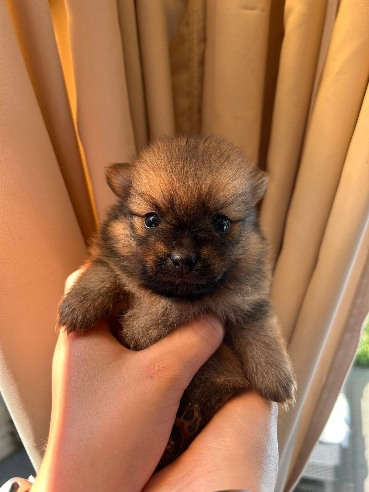 Pomeriaan pups, Dieren en Toebehoren, Honden | Poolhonden, Keeshonden en Oertypen, Keeshond, 8 tot 15 weken, Meerdere, Meerdere dieren
