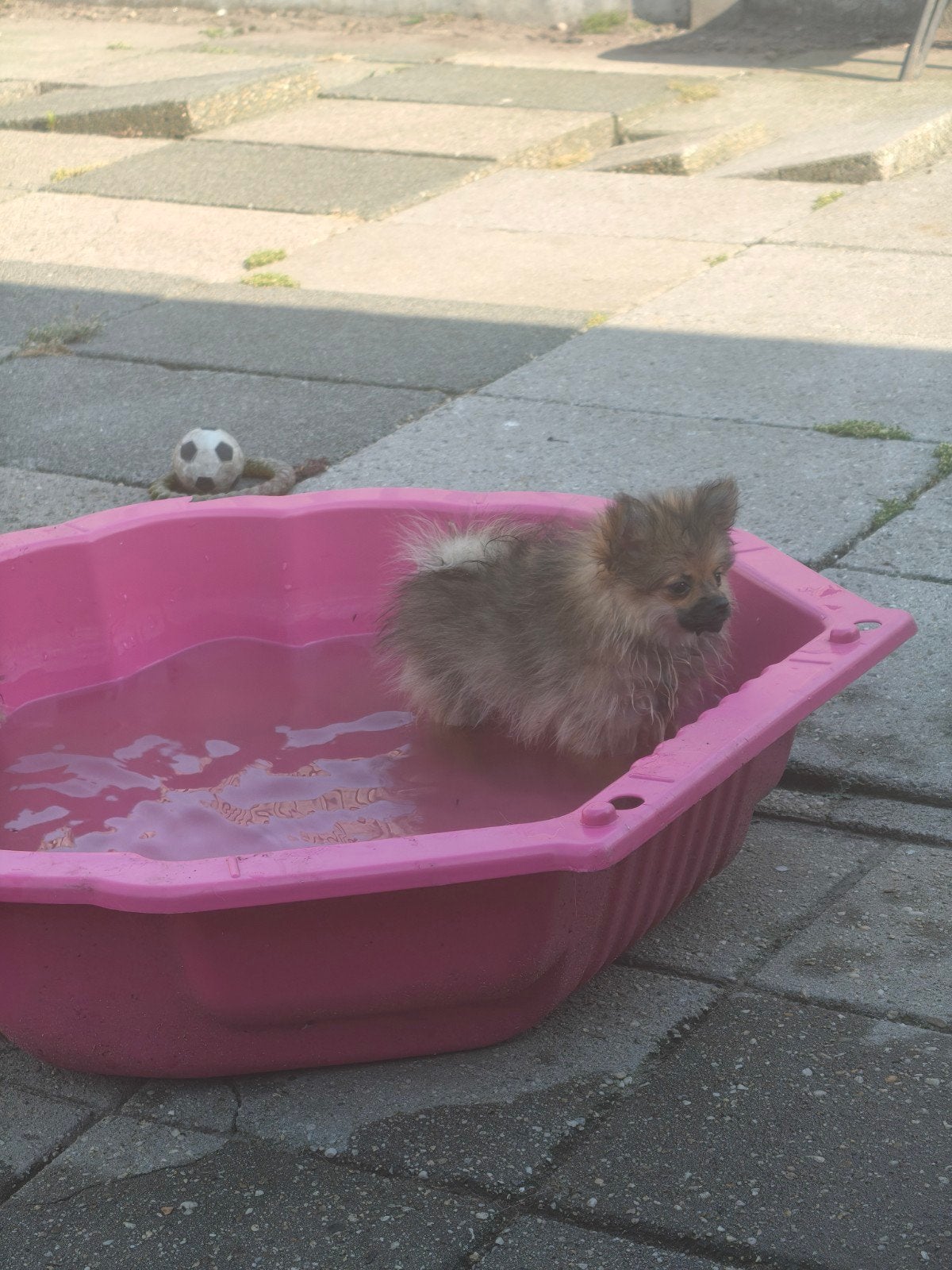 Pomchi x pomeriaan, Parvo, Overige rassen, 8 tot 15 weken, Meerdere