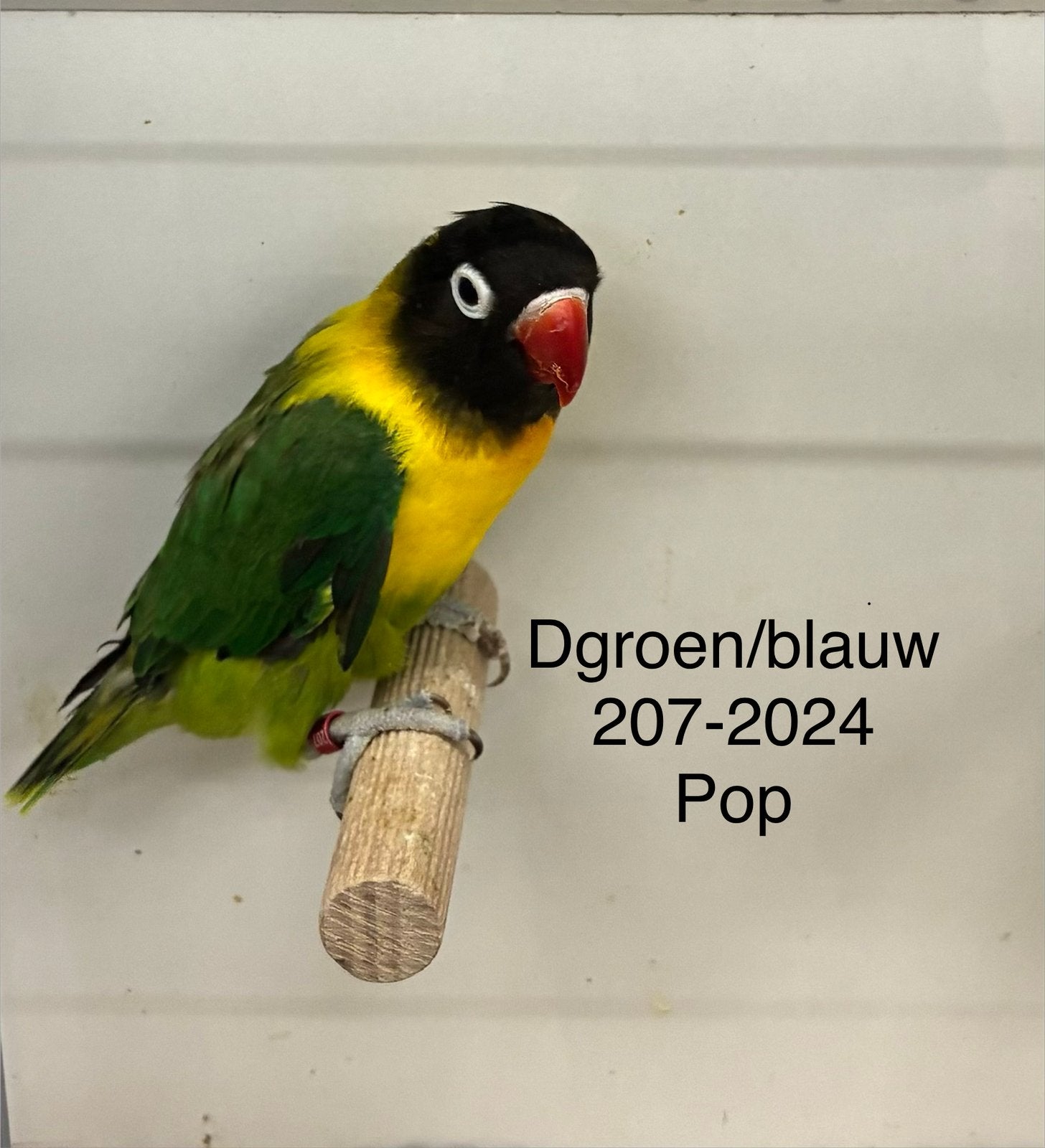 Agapornis personata poppen in diverse kleuren, Dieren en Toebehoren, Vrouwelijk, Dwergpapegaai of Agapornis, Geringd