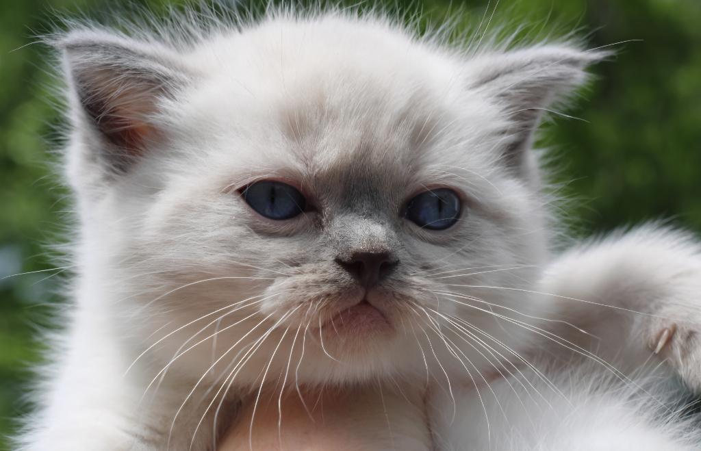 Mooie Top lieve britse kort kitten, Dieren en Toebehoren, Katten en Kittens | Raskatten | Korthaar, Kater, Ontwormd, 0 tot 2 jaar