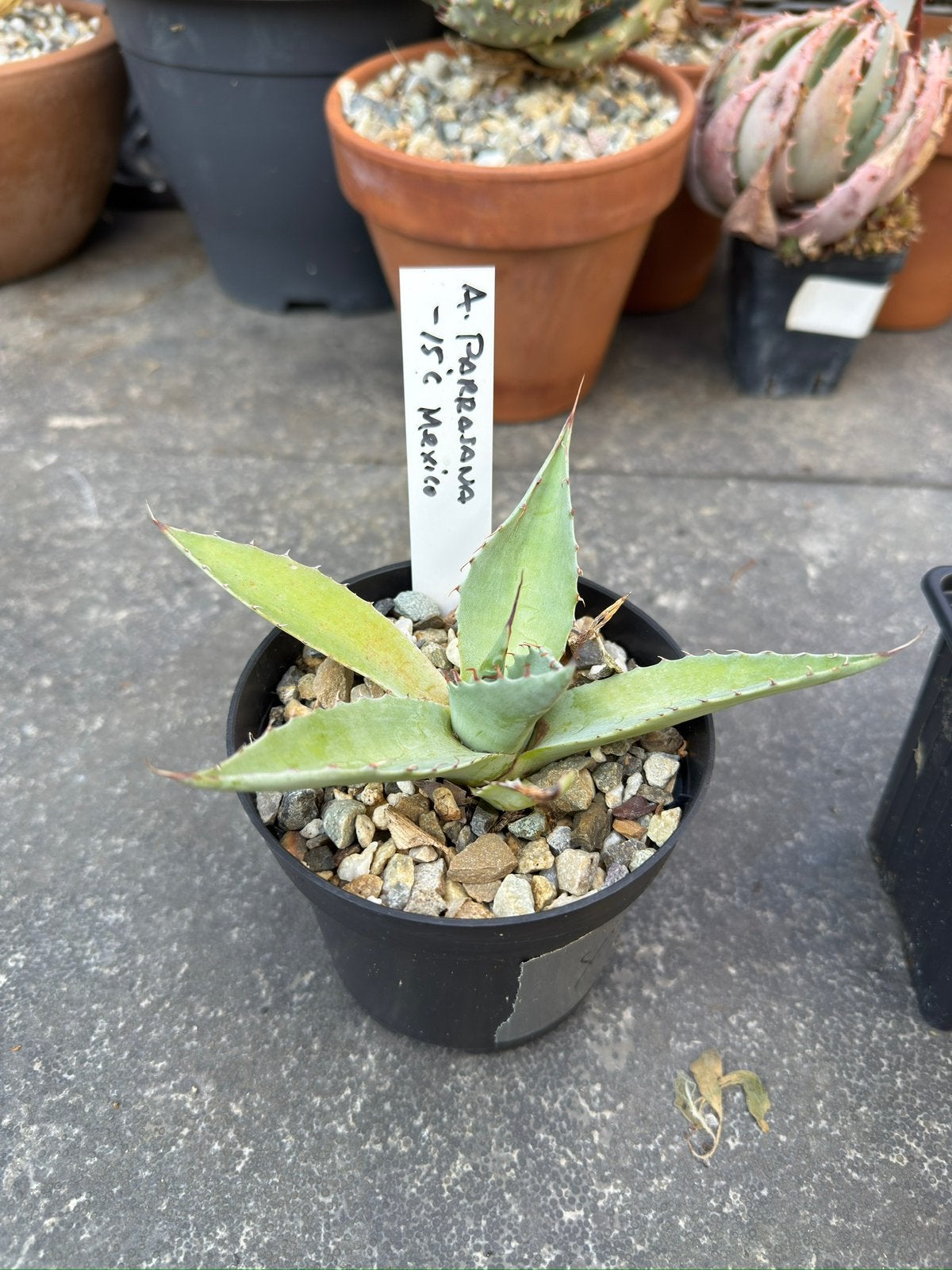 Agave parrasana, Ophalen of Verzenden, Bloeit niet, Overige soorten, Volle zon