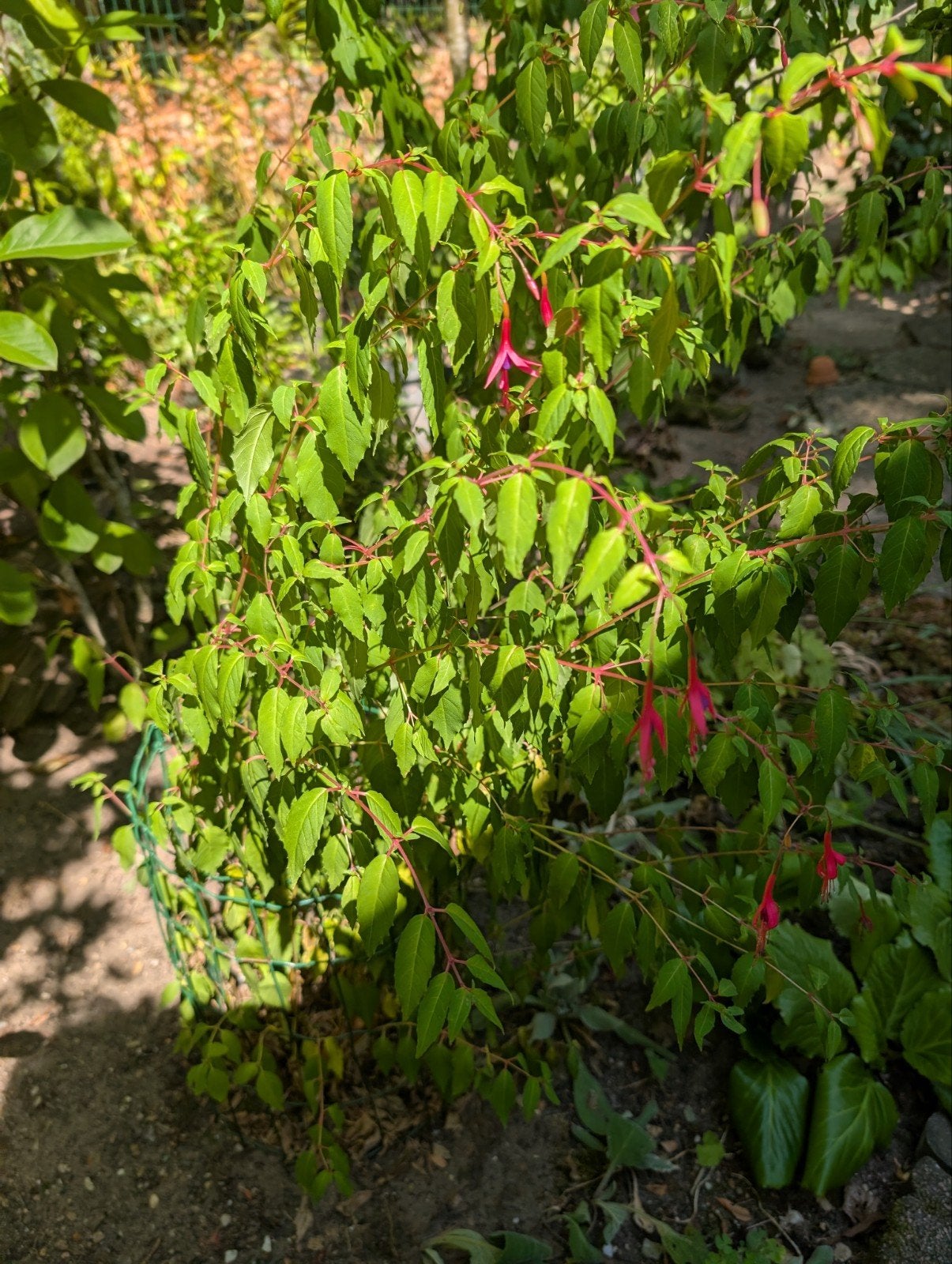 Fuchsia planten x2, Tuin en Terras, Ophalen, Overige soorten, Volle zon