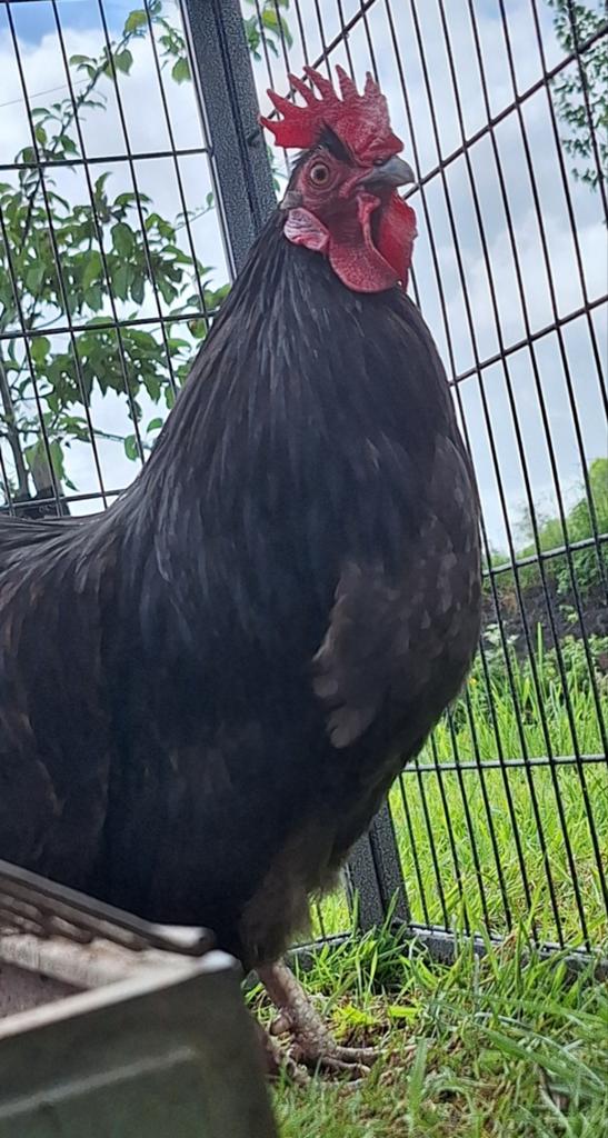 Mooie Zwarte haan van nog geen jaar! Mag evt met hen weg!, Dieren en Toebehoren, Pluimvee