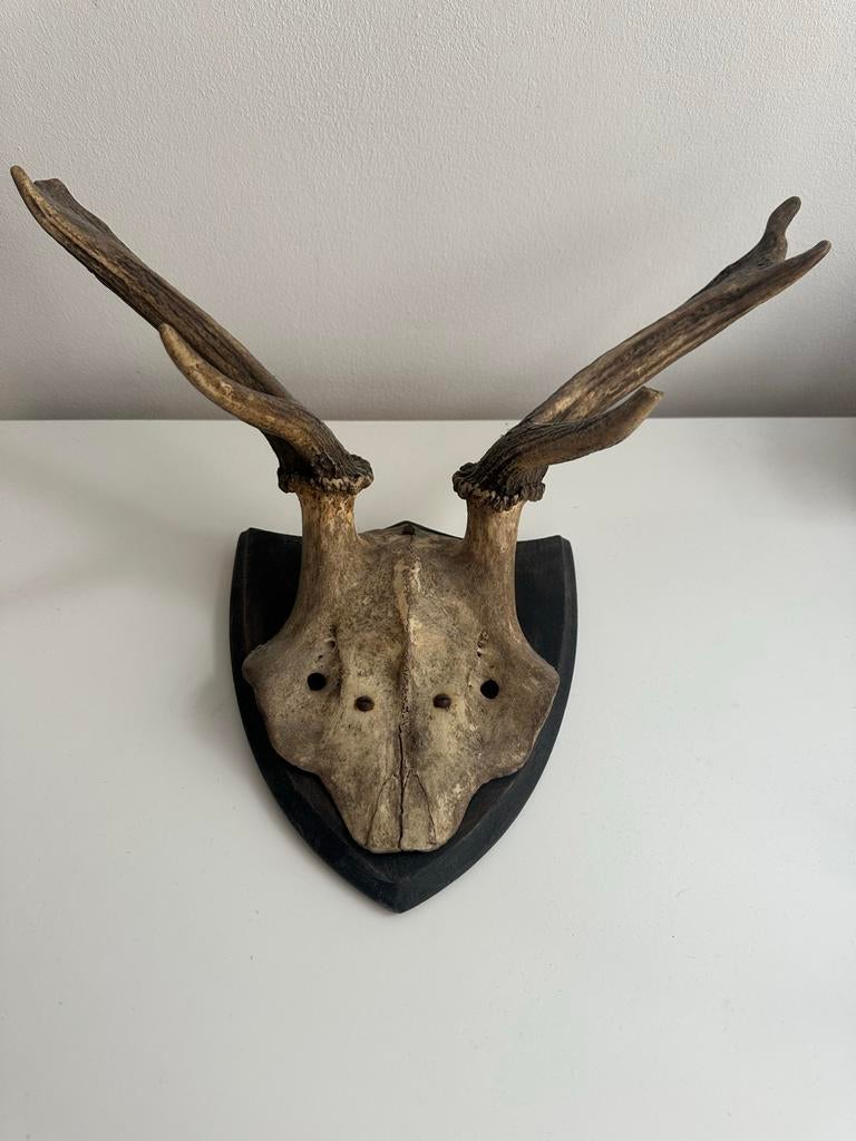 Vintage wanddecoratie met gewei - Hertenkop, Ophalen, Zo goed als nieuw, Hert, Gewei of Kop