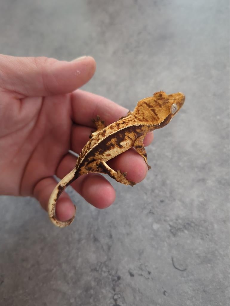 Wimpergekko tri vrouwtje Crested Gecko - female for sale from Brent Deherdt
